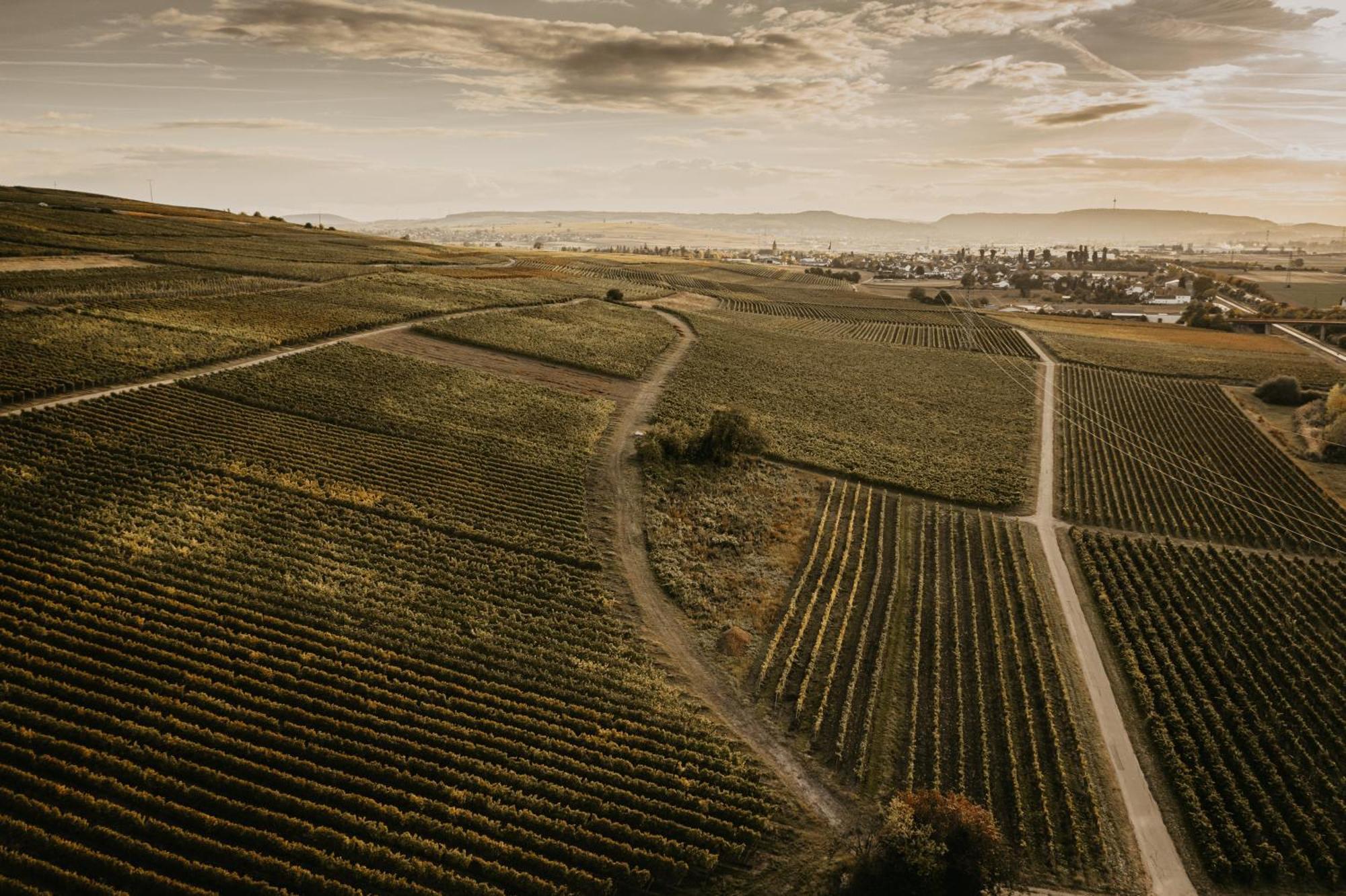 Weingut U. Gaestehaus Vogt-Fehlinger Biebelsheim Екстер'єр фото